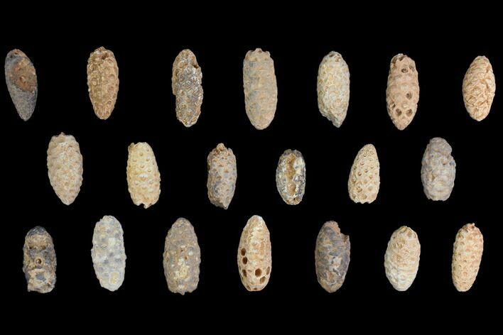 Lot: Fossil Seed Cones (Or Aggregate Fruits) - Pieces #148861